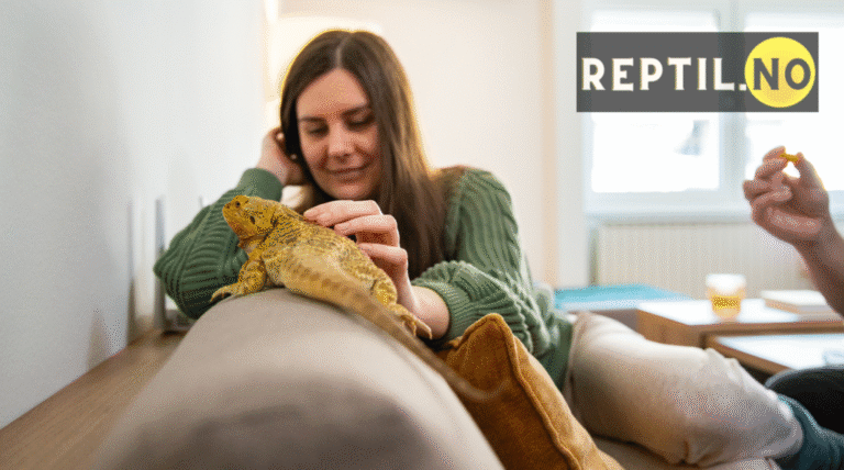 Nybegynner-guide, beste reptil for nybegynner